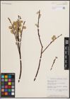 Foto von Salix discolor Muhl.